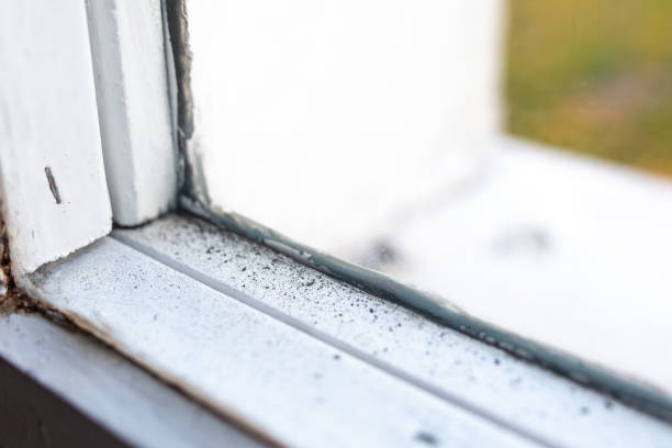 Lakewood Ranch, FL Mold Removal Company