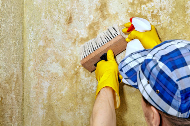 Best Mold Odor Removal Services  in Lakewood Ranch, FL
