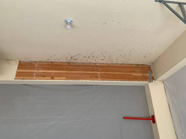 Best Black Mold Removal  in Lakewood Ranch, FL