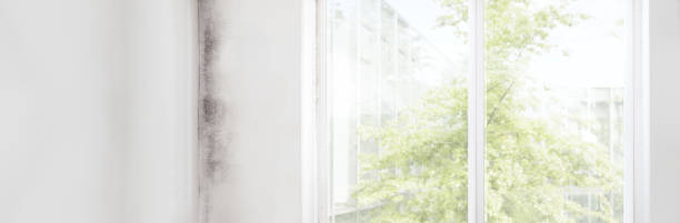 Best Environmental Consulting for Mold Prevention  in Lakewood Ranch, FL