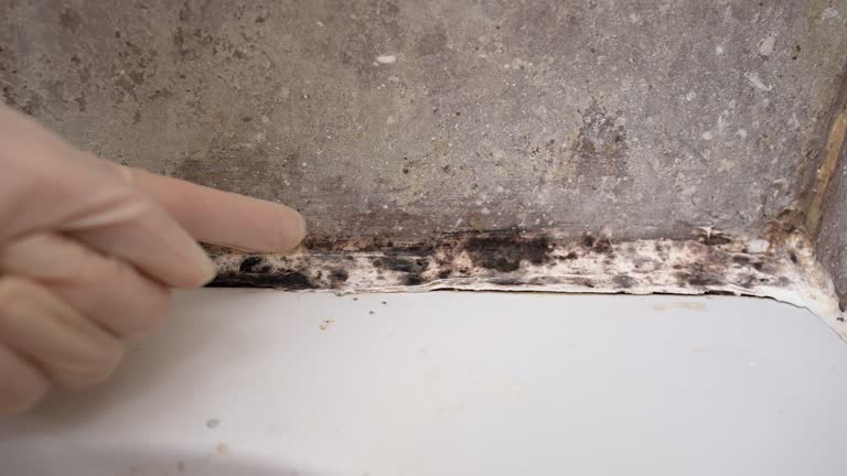 Best Residential Mold Inspection & Testing  in Lakewood Ranch, FL